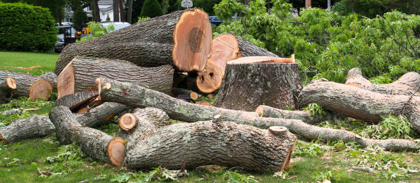 Professional Tree Care in Ewa Beach, HI