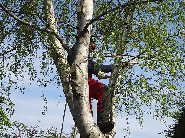 How Our Tree Care Process Works  in  Ewa Beach, HI